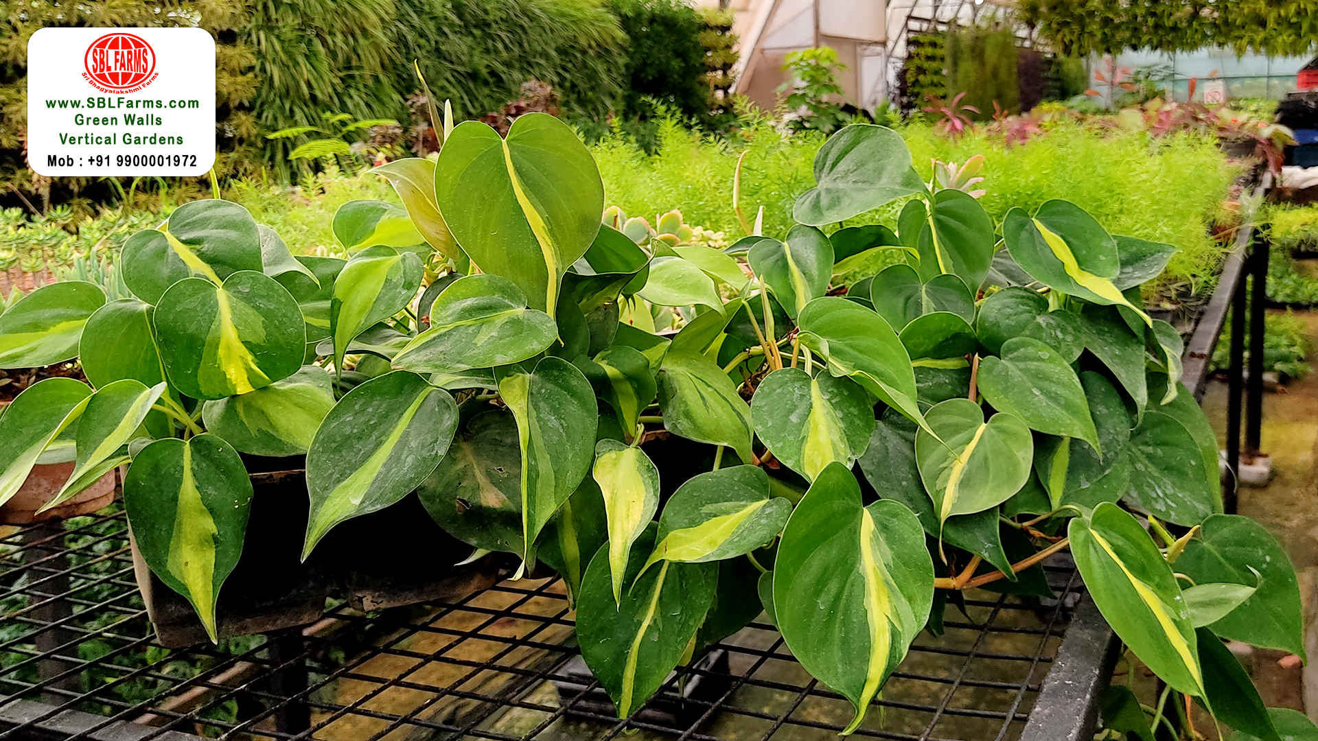 Sbl Farms Green walls and Living walls, Vertical Garden, Bio Curtains